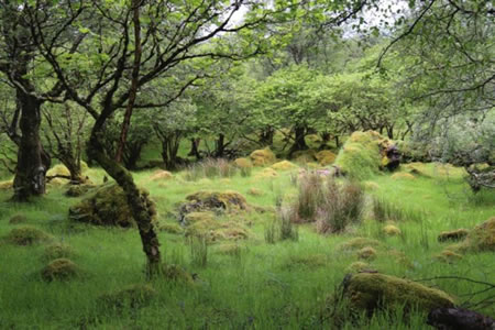carnach woodland walk applecross