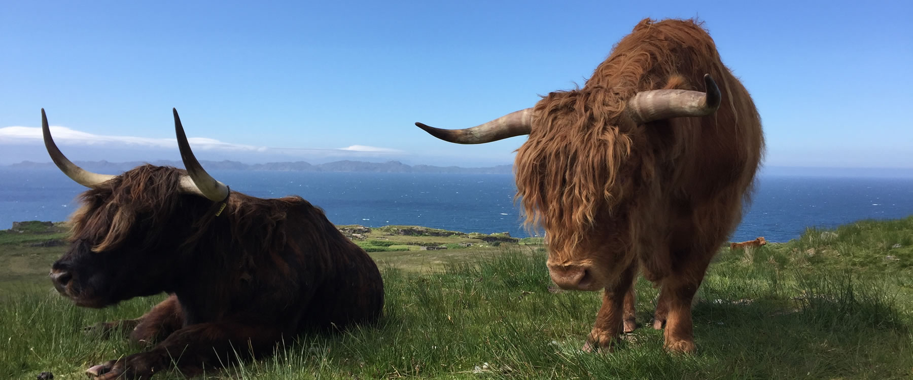 highland cows applecross